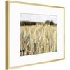 image:imageGolden State Art Gallery Wall Frame Set of 6  Black 11x14 Aluminum Photo Frames with Mat for 8x10 Pictures  11 x 14 inch Metal Frame with Real Glass Cover  Elegant Home or Office DecorGold